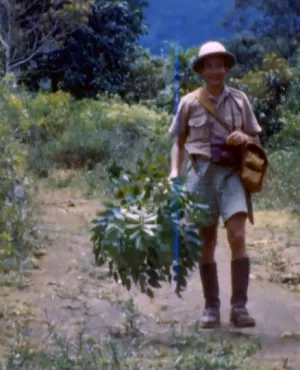 les chemins de l'histoire les racines des plantes