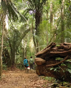 Les plus beaux treks : Guyane
