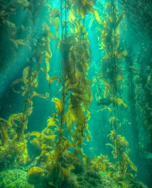 Kelp, une forêt sous la mer © Guindala Production