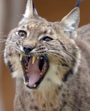 A LA LISIÈRE, Lorane et le lynx boréal