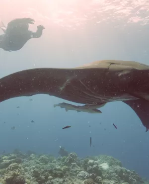 Apnée : inspiration des Loyauté