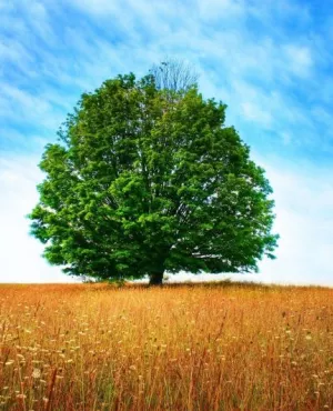 ARBRE DANS UN CHAMPS