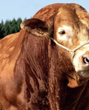Concours National Limousin