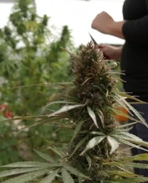 Les business légaux du Cannabis