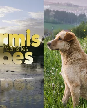 des fourmis dans les jambes