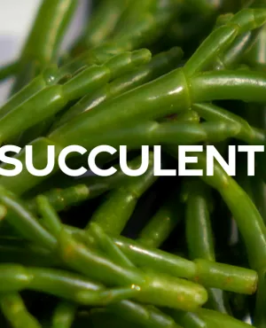 Succulent ! - La salicorne - CREDIT FTV Succulent ! - La salicorne - CREDIT FTV