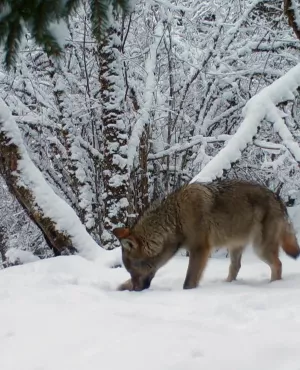 sur la piste des loups