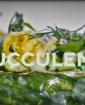 cornichon succulent