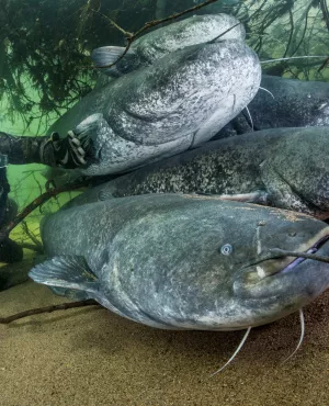 Les dents de la mare Un plongeur au milieu des poissons