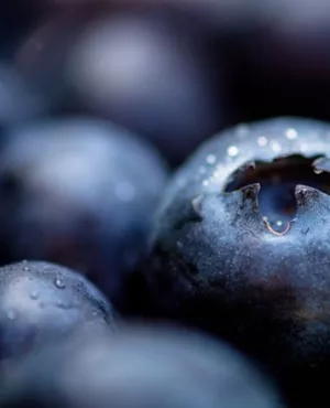 *Succulent ! Les myrtilles