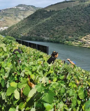 Au cœur de la Beira Alta, région frontalière de l'Espagne située au nord-est du Portugal, se cachent douze villages, les "Aldeias históricas". Sophie Jovillard part à la découverte de ces bourgades, œuvre de plusieurs générations de rois qui, préoccupés par la défense du territoire, se sont chargés de peupler et de fortifier la région.