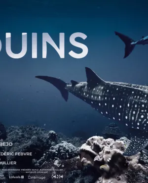 Au plus près des requins