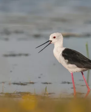 Hable Echasse ©Stéphane BOUILLAND