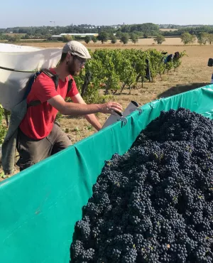 Vendanges - Enquêtes de région