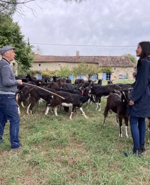 LGDR 140 chèvre poitevine