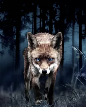 Japon, un nouveau monde sauvage