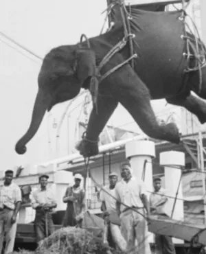 LA TRAGIQUE HISTOIRE DE FRITZ L’ÉLÉPHANT