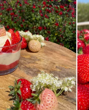 LGDR tiramisu aux fraises