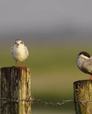 Loire Terre Sauvage  © Nomades TV