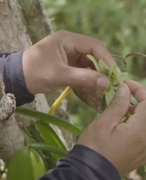 Réunion, les nouvelles sœurs vanille C’est certes à un homme que l’on doit d’avoir eu l’idée du geste permettant de féconder la fleur de vanille… mais, de l’avis de tous, ce sont les femmes qui savent le mieux l’effectuer !