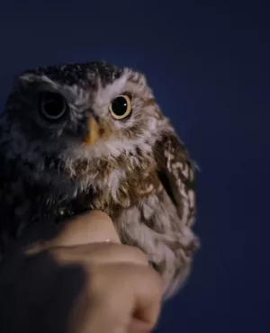 La conférence des oiseaux aura-t-elle lieu ?