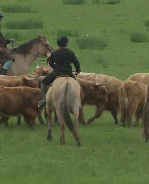 LE MARQUENTERRE (c) HIKARI