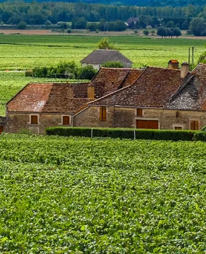 Un sens à la vigne Un sens à la vigne