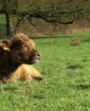 Oh la vache ! Oh la vache !