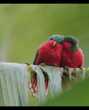 © Rewild Production – 2024  Ura, sauver l’oiseau sacré des Australes