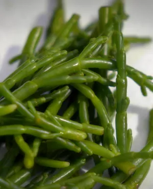 Succulent ! La salicorne Succulent ! La salicorne