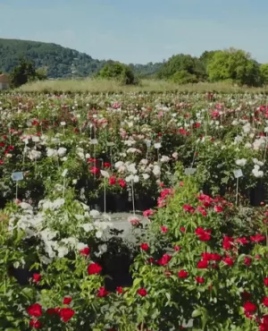 La rose est la fleur la plus vendue au monde • © Maydia Production Jardin de roses