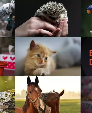 Enquêtes de région les animaux