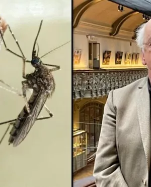 © Grand Angle Production/FTV Des moustiques et des hommes