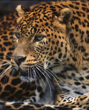 © 13 Prods Guyane, vivre avec le jaguar