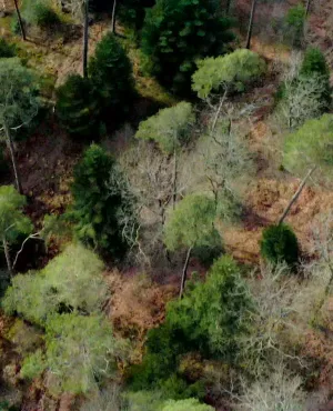Enquêtes de Région - forêts Enquêtes de Région - forêts