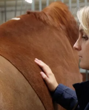 Au coeur des bêtes CREDIT Sancho & Co  Au coeur des bêtes CREDIT Sancho & Co