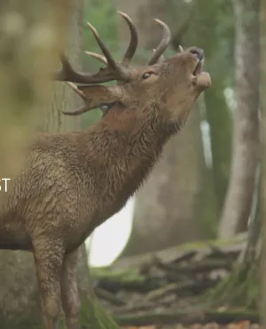 Courants d'Est - Carine Aigon découvre la faune de Sainte-Croix : daims, ours, loups blancs... Courants d'Est - Carine Aigon découvre la faune de Sainte-Croix : daims, ours, loups blancs...