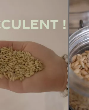 Succulent ! Les céréales - crédit FTV Succulent ! Les céréales - crédit FTV