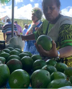 fête de l'avocat à Maré