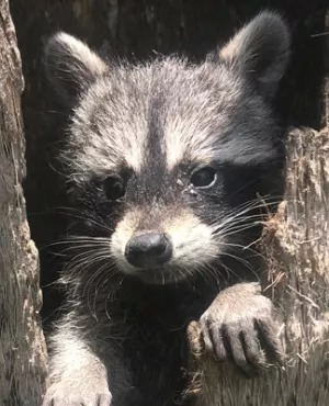"Le raton laveur, roi du survivalisme", réalisé par Emma Baus, un documentaire qui s'intéresse aux remarquables capacités d'adaptation de ce mammifère omnivore et opportuniste qui n'hésite pas à se rapprocher des humains pour survivre.
