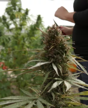 Les business du cannabis  Les business du cannabis