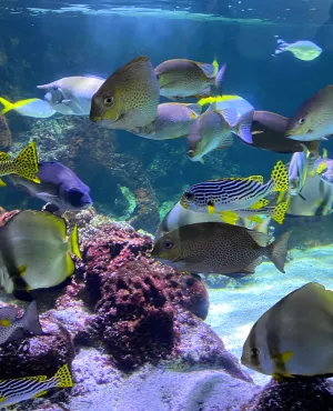 Aquarium de La Rochelle
