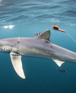 Au plus près des requins ©Frédéric BUYLE Au plus près des requins ©Frédéric BUYLE