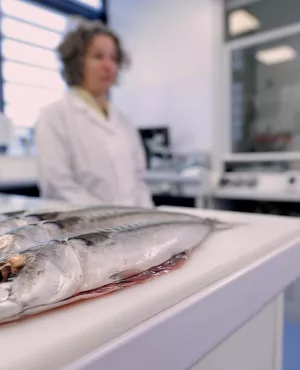 Enquête de santé : le poisson à consommer sans modération ?