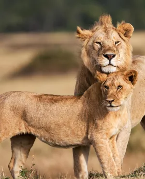 Le règne des lions du Masaï Mara Le règne des lions du Masaï Mara