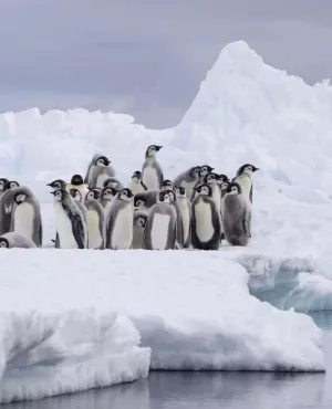 © Yoland Bosiger / BBC Studios Royaumes de glace