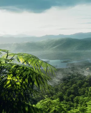 Les 5 vies de la Terre : Les plantes