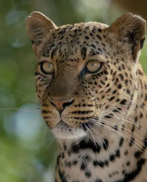 Mashatu, terre de léopards