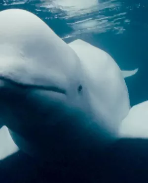 © FILMSUPPLY beluda