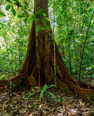 © Windfall Films Ltd Le monde secret des forêts